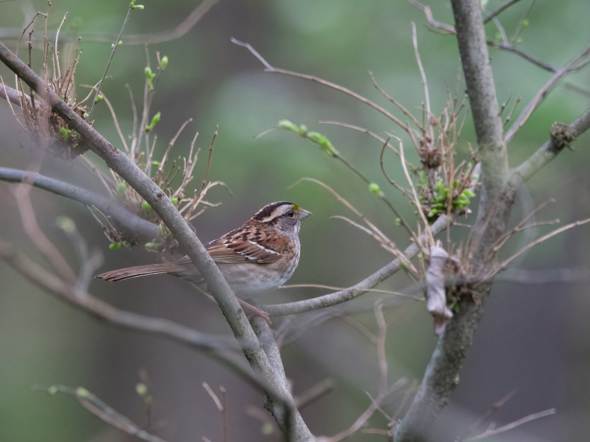 White-throated Sparrow - Enya deFeijter