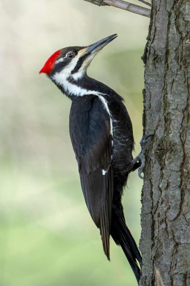 Pileated Woodpecker - ML618348152