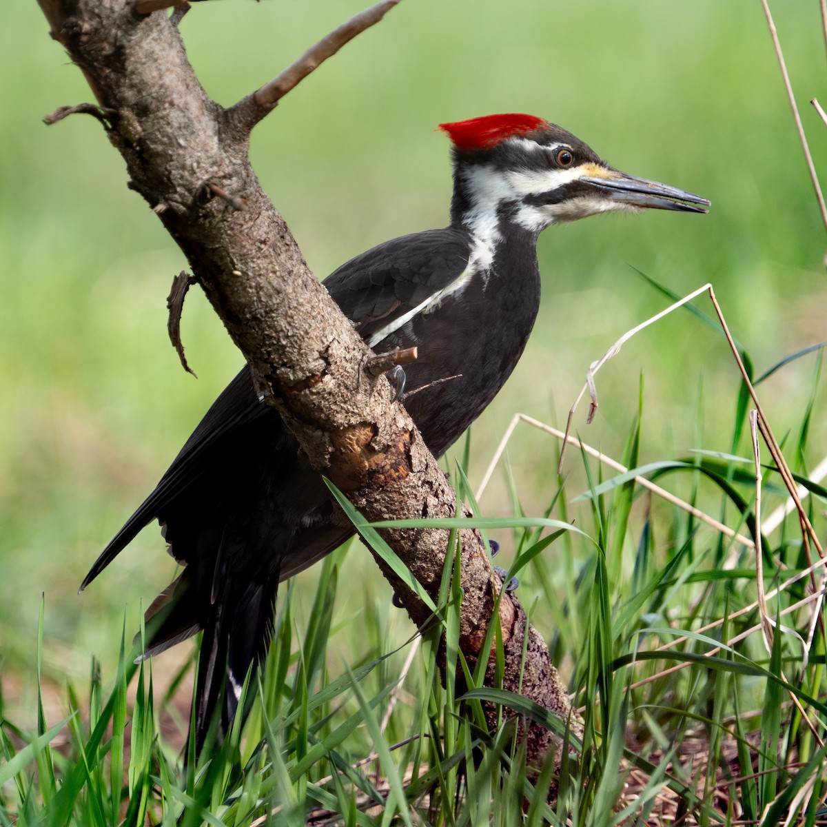 Pileated Woodpecker - ML618348153