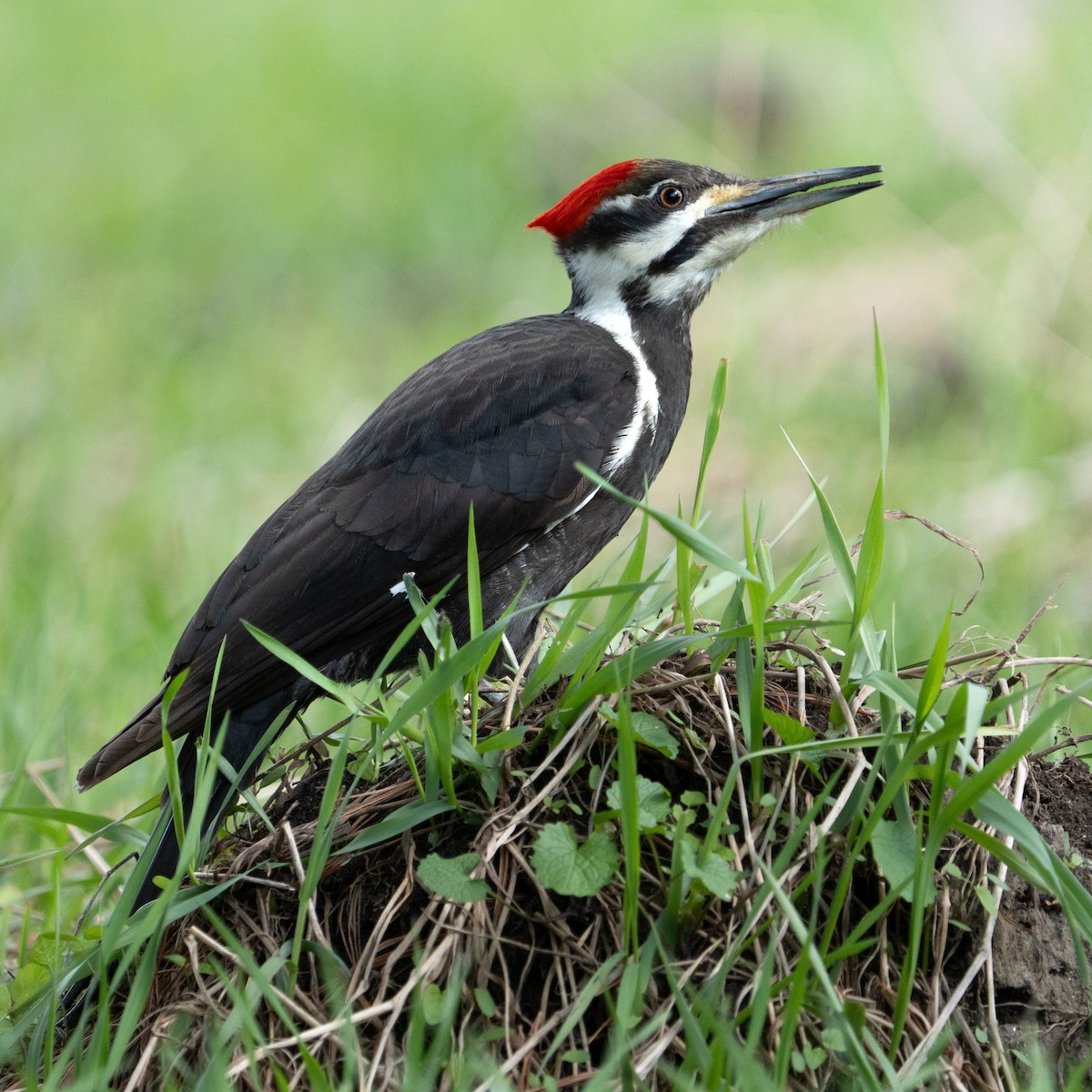 Pileated Woodpecker - Bernard Rodrigue