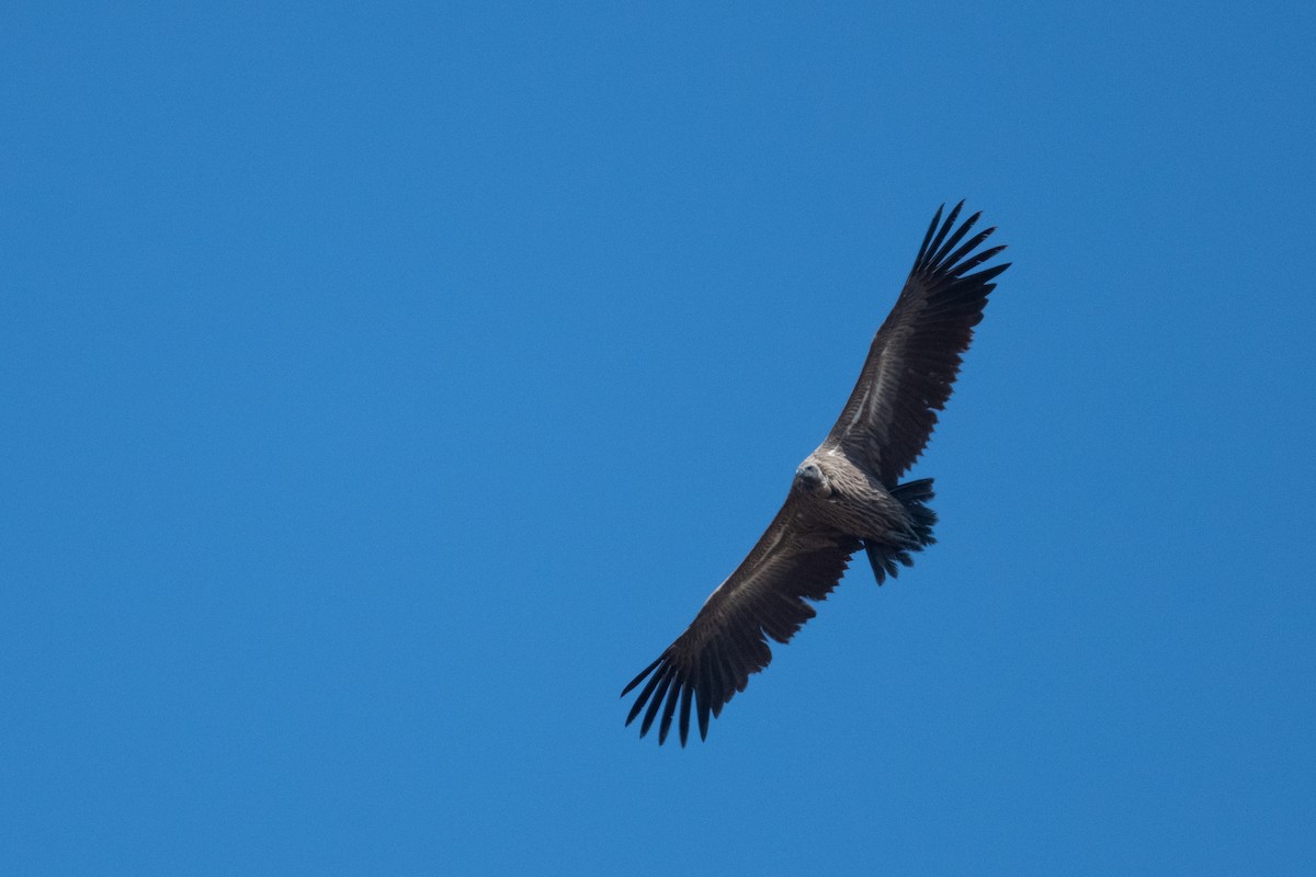 White-backed Vulture - ML618348159