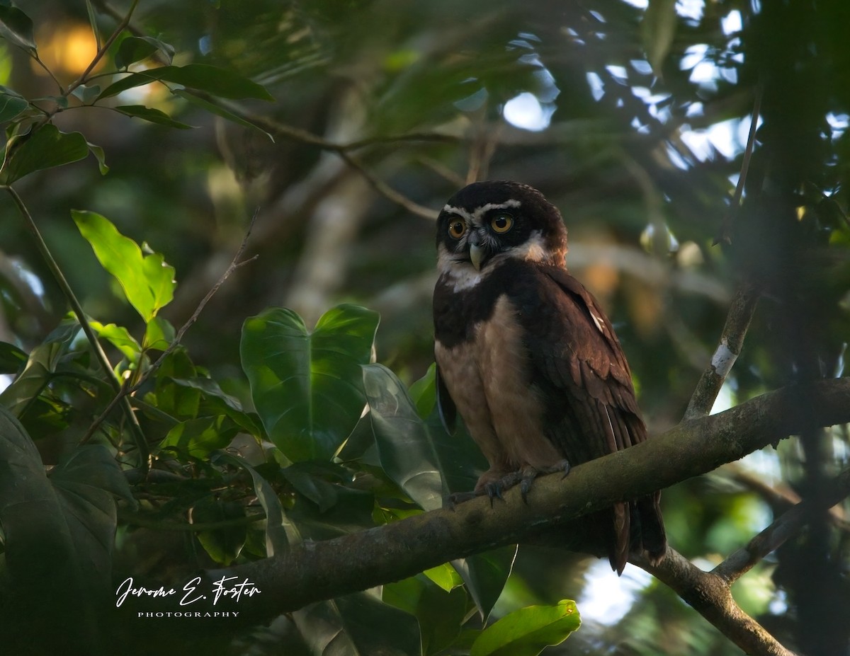Spectacled Owl - ML618348169
