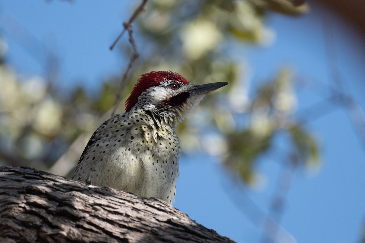 Bennett's Woodpecker - ML618348221