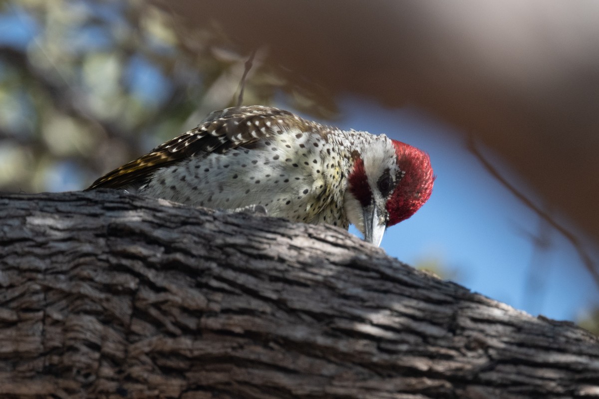 Bennett's Woodpecker - ML618348223
