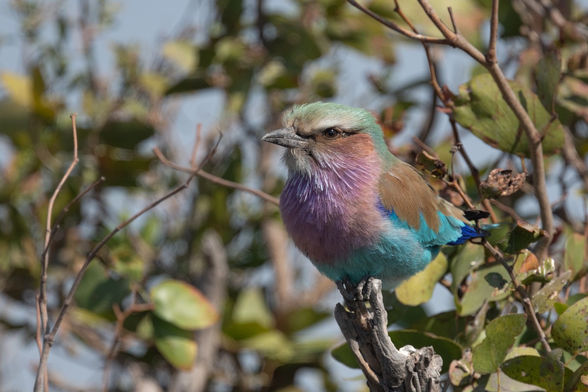 Lilac-breasted Roller - ML618348246
