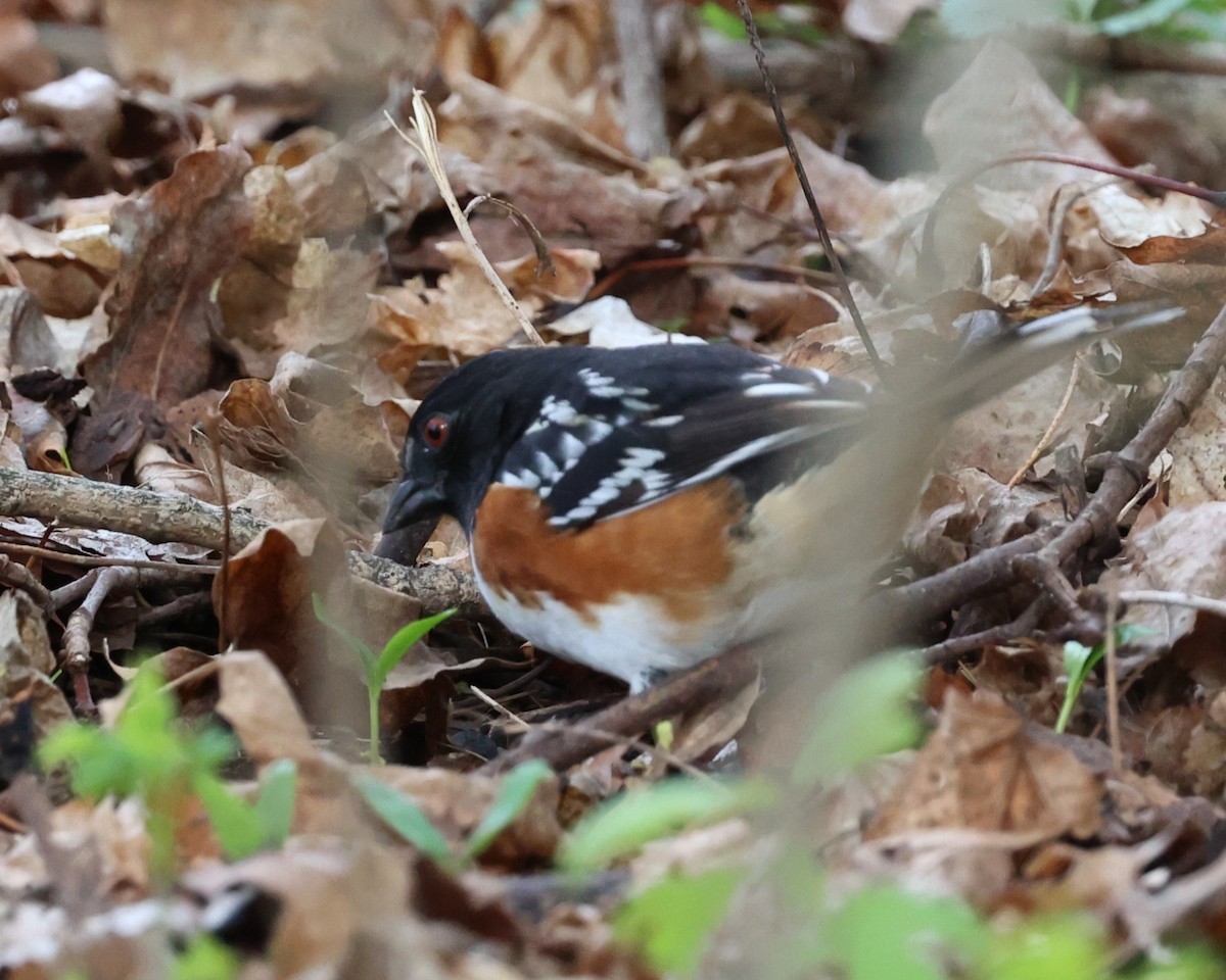 Spotted Towhee - ML618348307