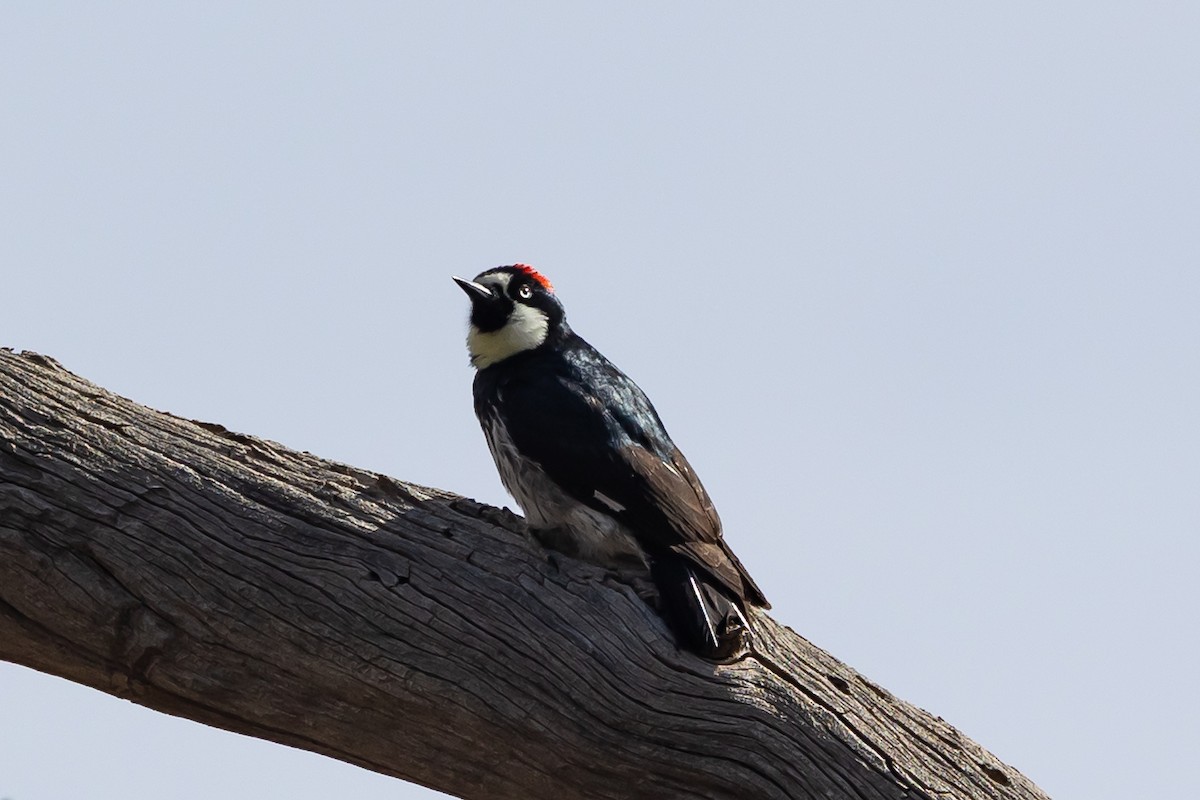 Acorn Woodpecker (Acorn) - ML618348316