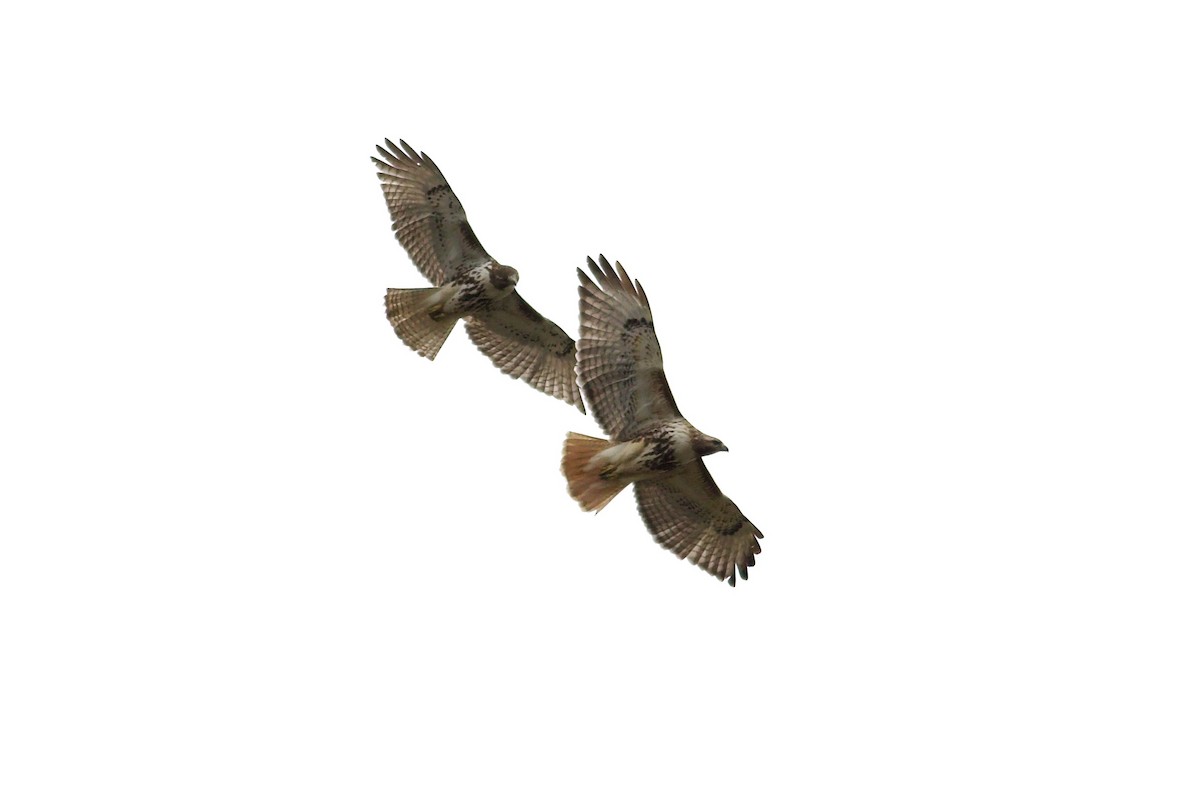 Red-tailed Hawk - ML618348346