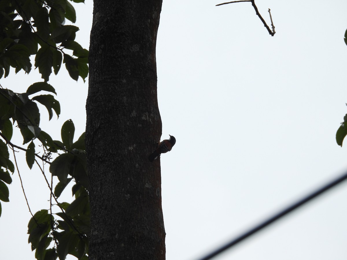 Black-headed Shrike-Babbler - Rahul Kumaresan