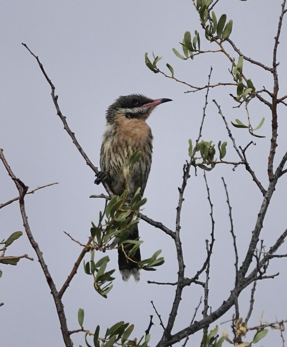Spiny-cheeked Honeyeater - Snotty Foster
