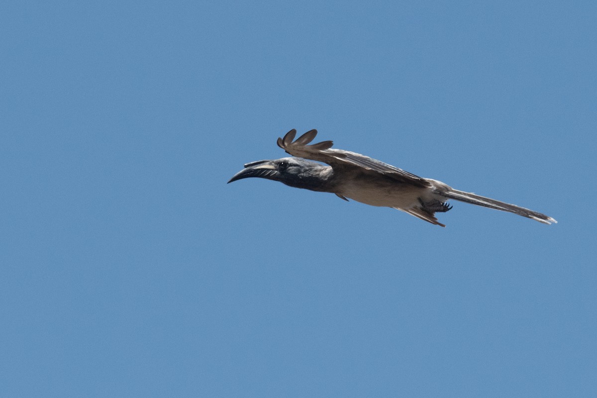 African Gray Hornbill - Ross Bartholomew
