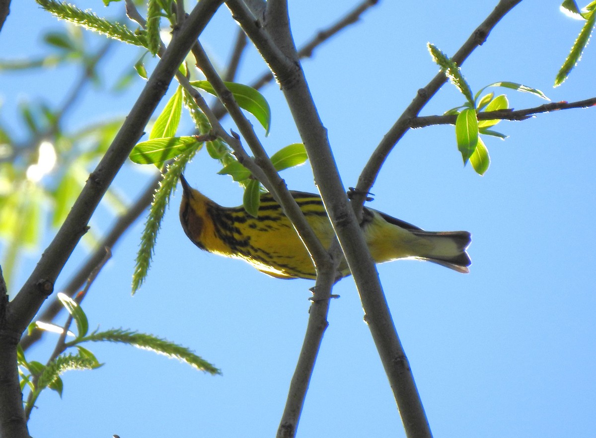 Cape May Warbler - ML618348416