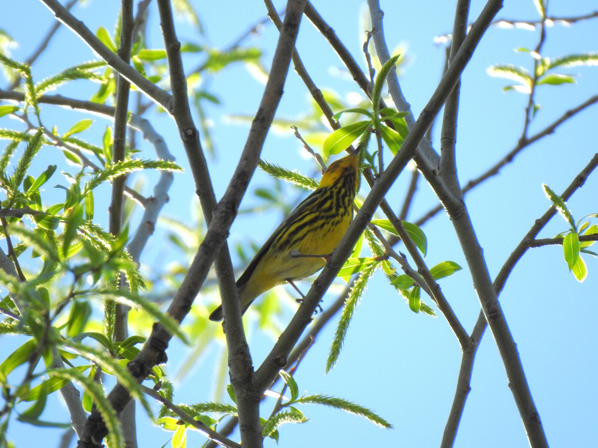 Cape May Warbler - ML618348417