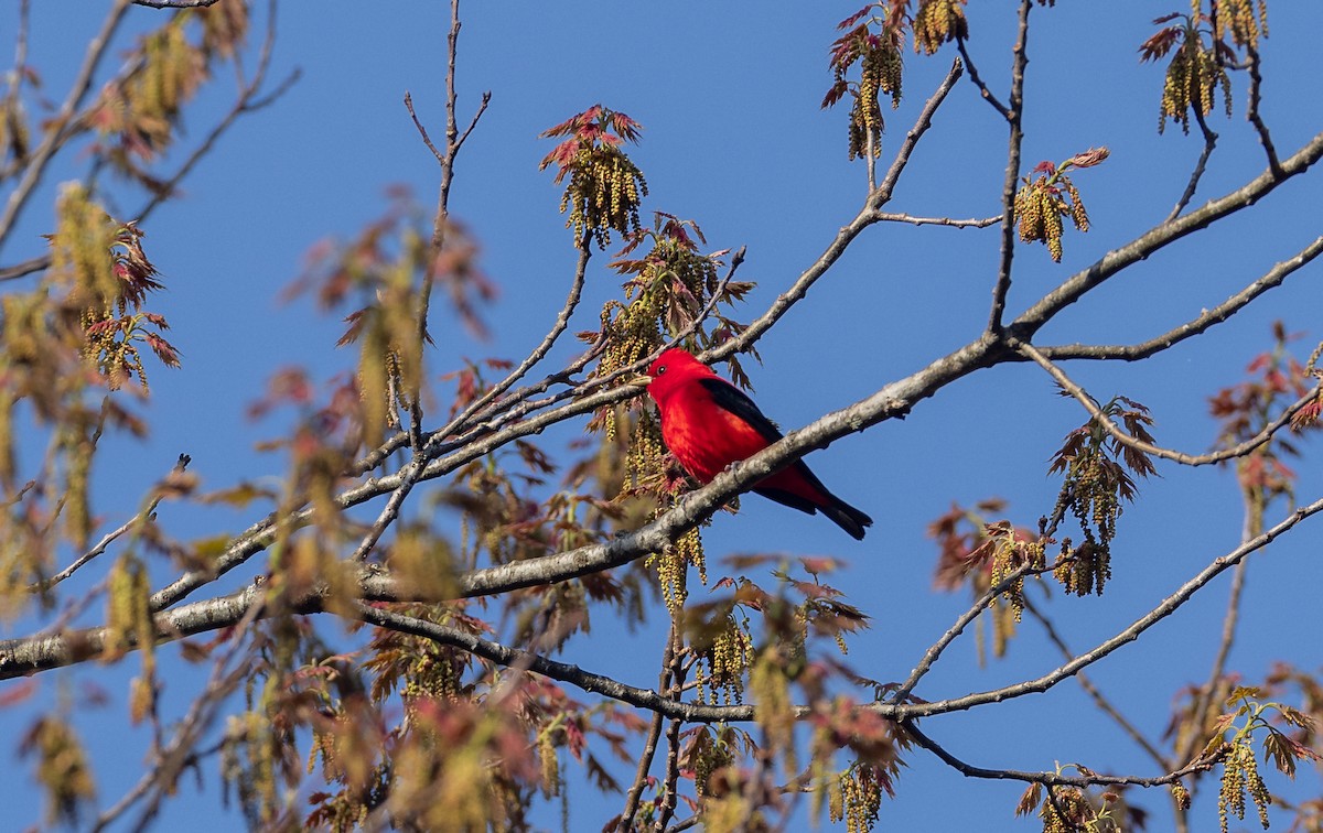 Scarlet Tanager - ML618348424