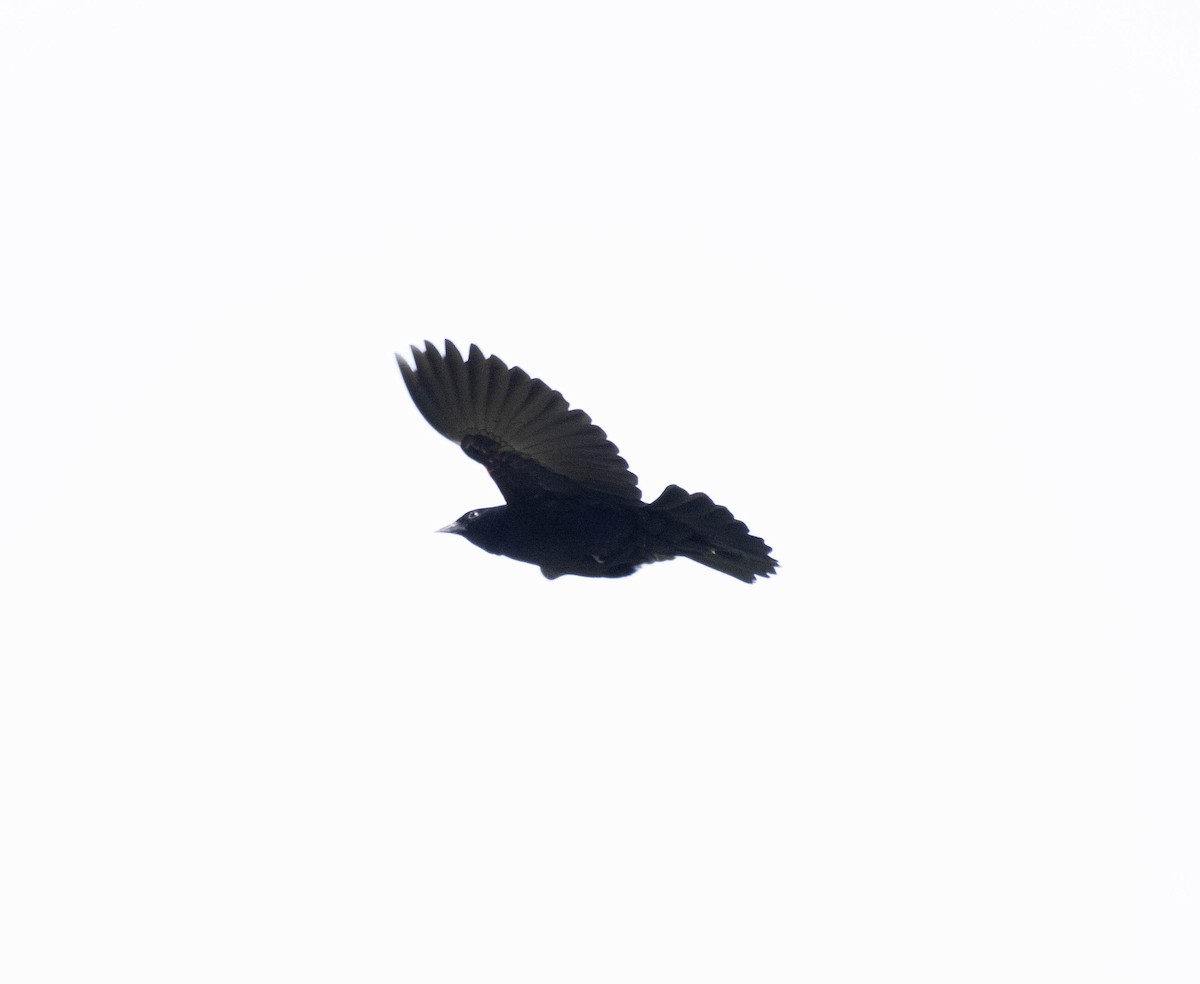 American Crow - ML618348461