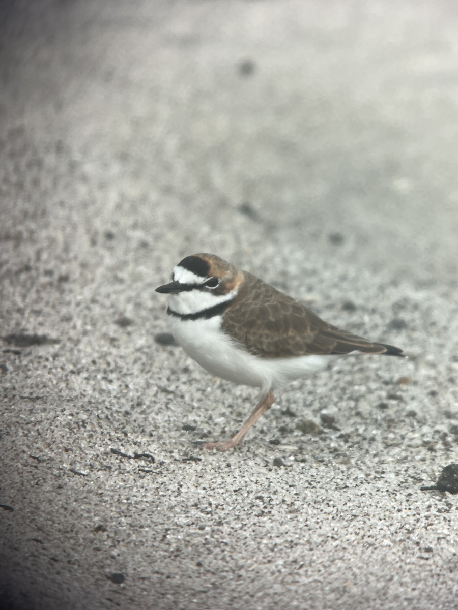 Collared Plover - ML618348473