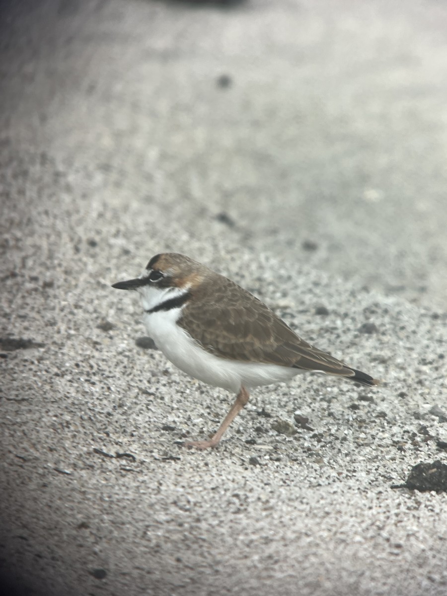 Collared Plover - ML618348474