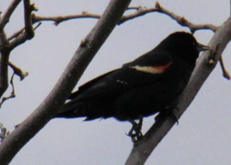 Red-winged Blackbird (Red-winged) - ML618348476