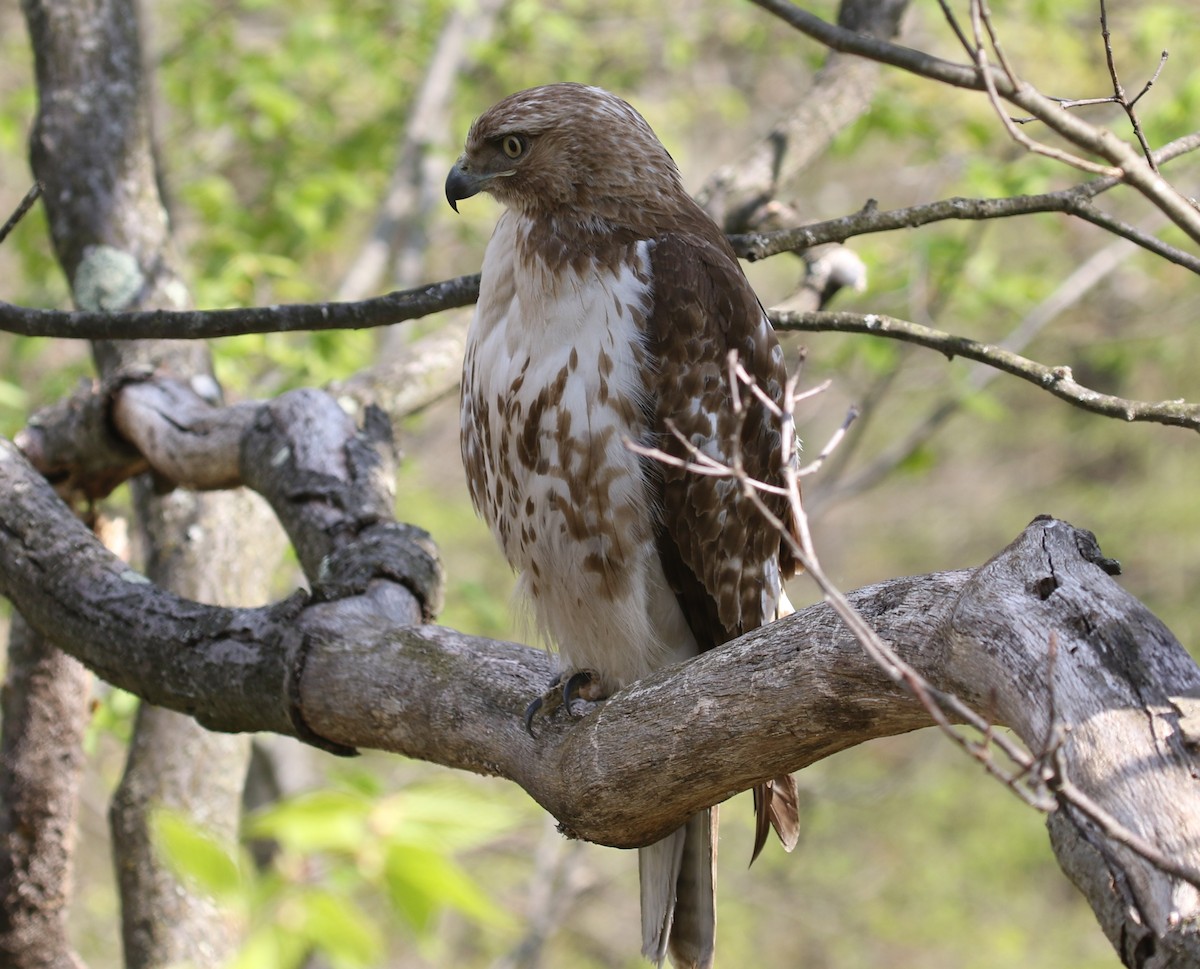 Red-tailed Hawk - ML618348489