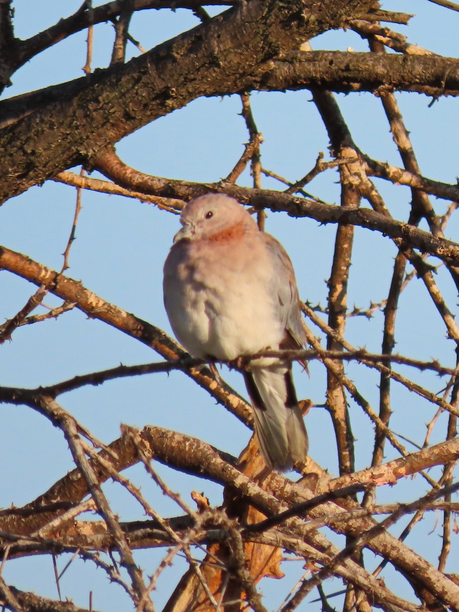 Laughing Dove - ML618348504