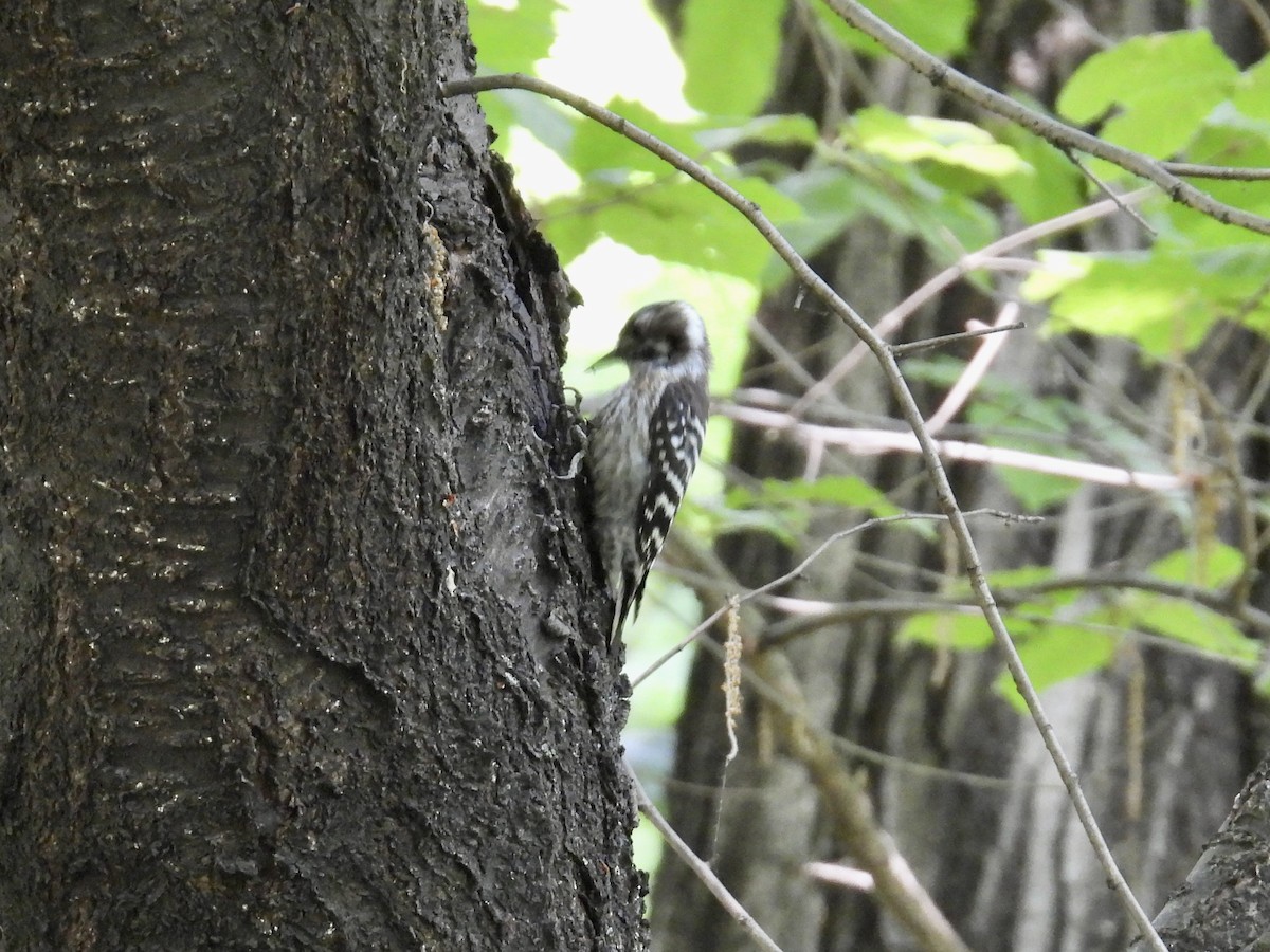Japanese Pygmy Woodpecker - ML618348514