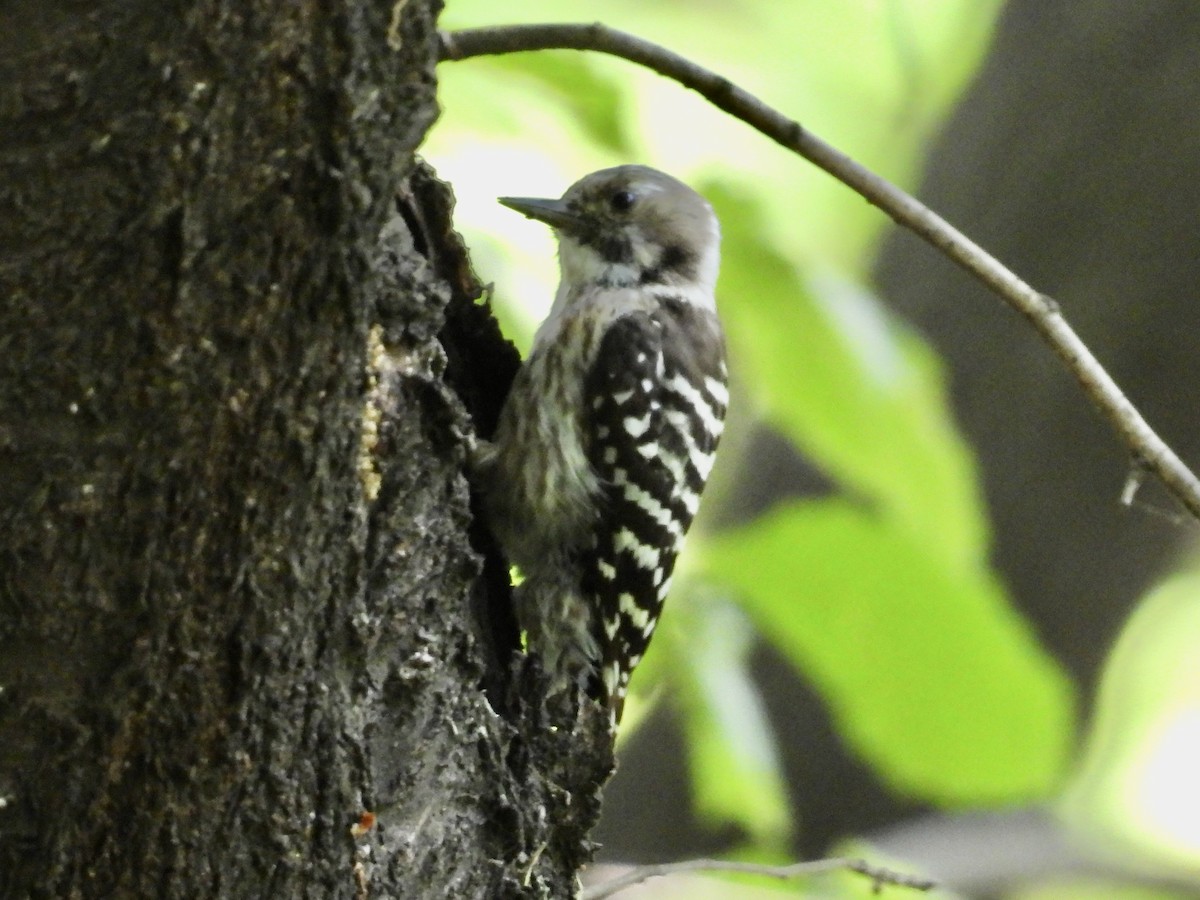 Japanese Pygmy Woodpecker - ML618348515