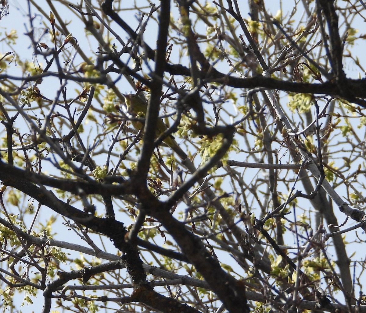 Orange-crowned Warbler - ML618348560