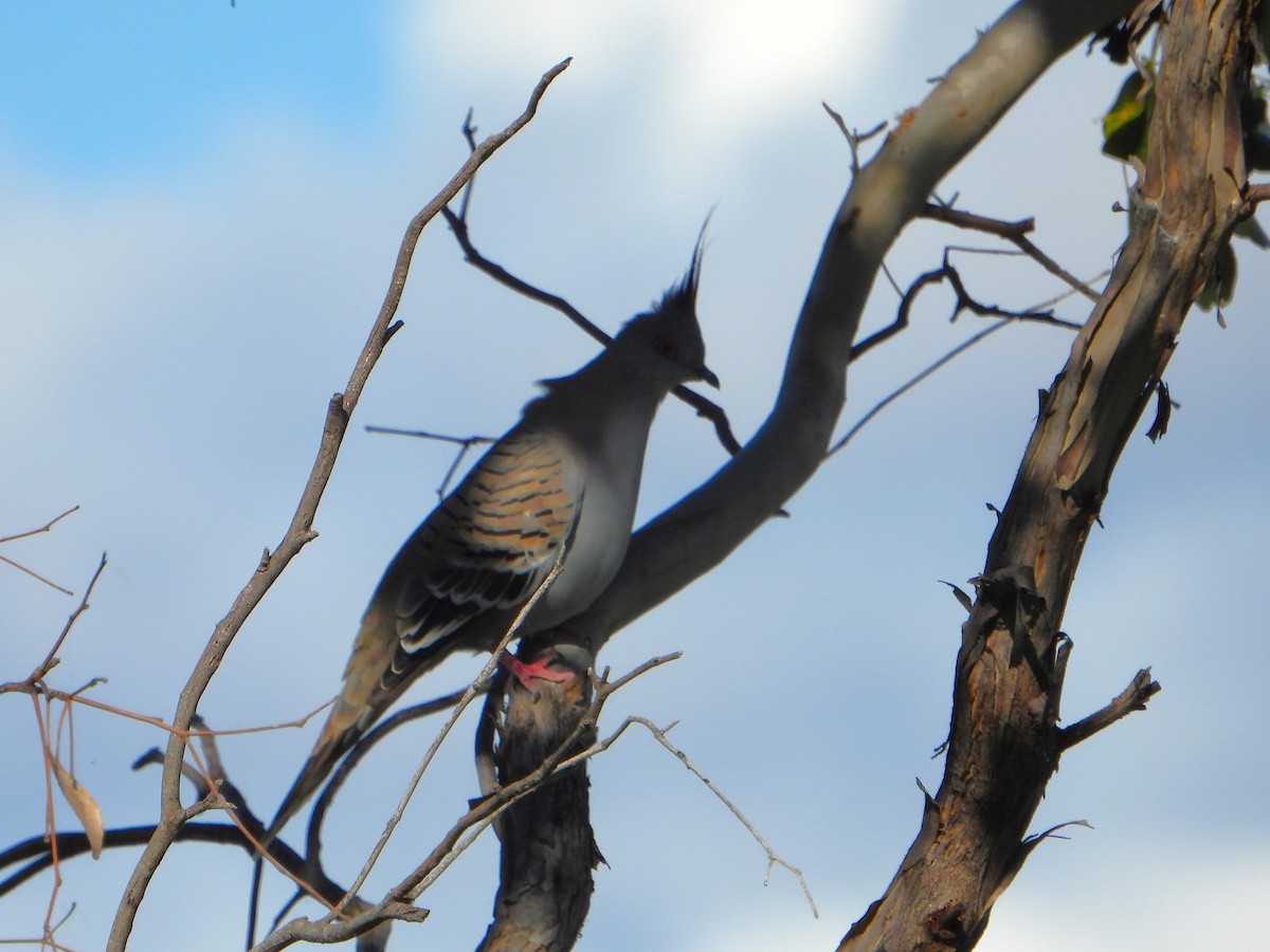 Crested Pigeon - ML618348570