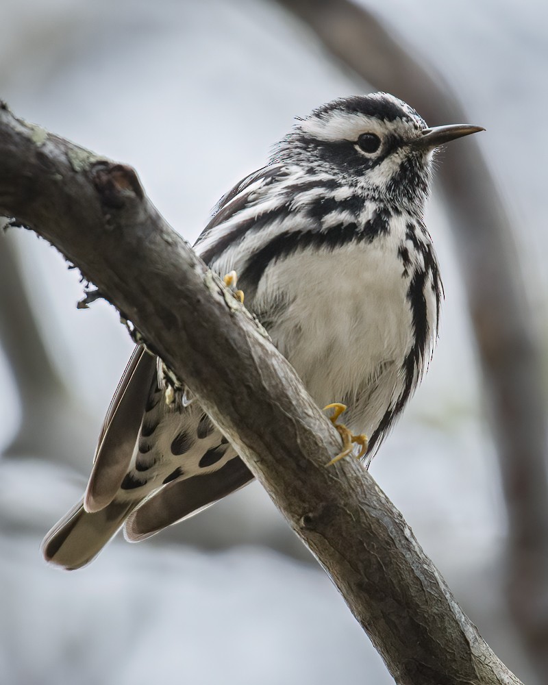 Black-and-white Warbler - ML618348591
