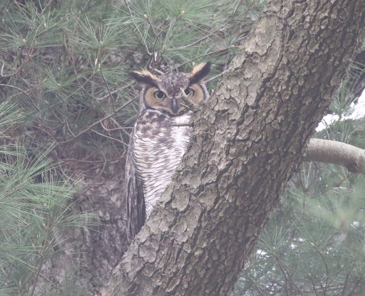 Great Horned Owl - ML618348596