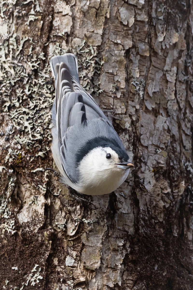 White-breasted Nuthatch - Lyall Bouchard