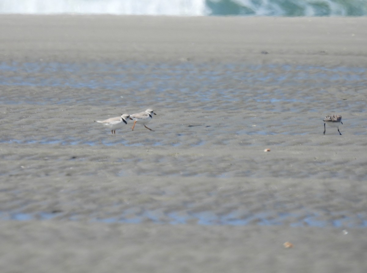 Piping Plover - ML618348634
