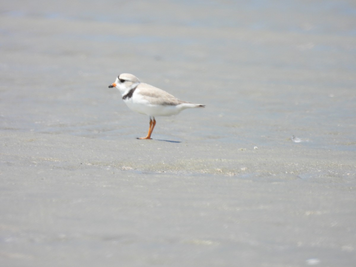 Piping Plover - ML618348635