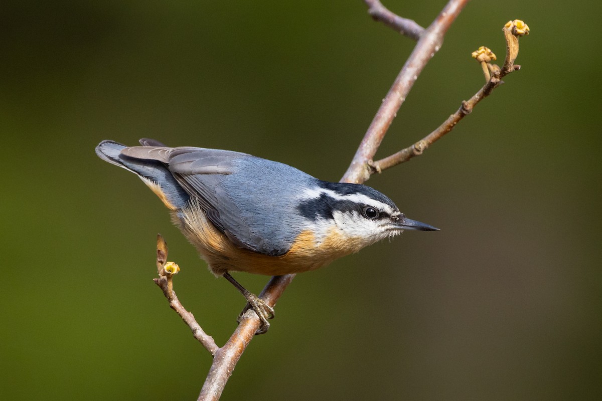 Red-breasted Nuthatch - ML618348638