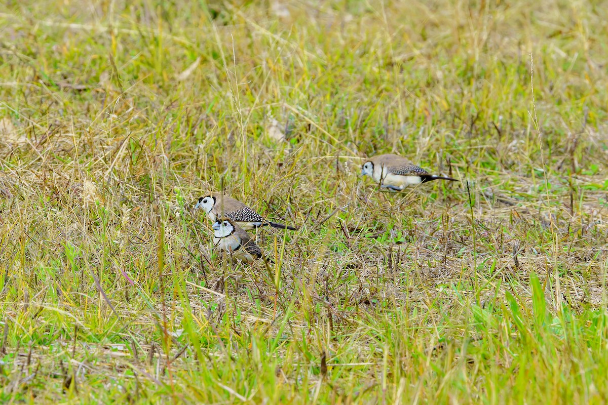 Double-barred Finch - James Churches
