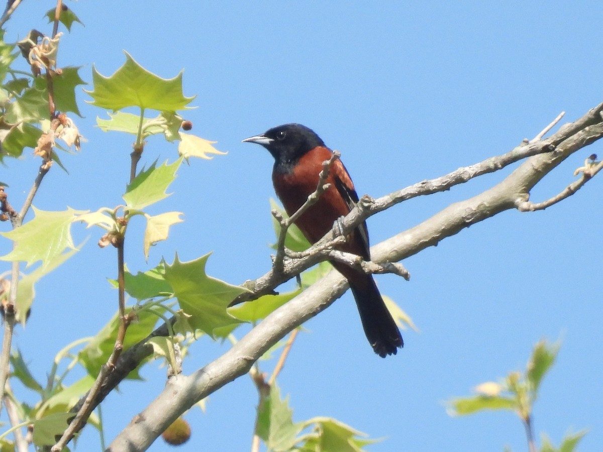 Orchard Oriole - ML618348646