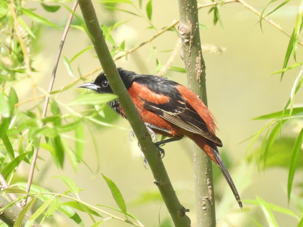Orchard Oriole - ML618348647