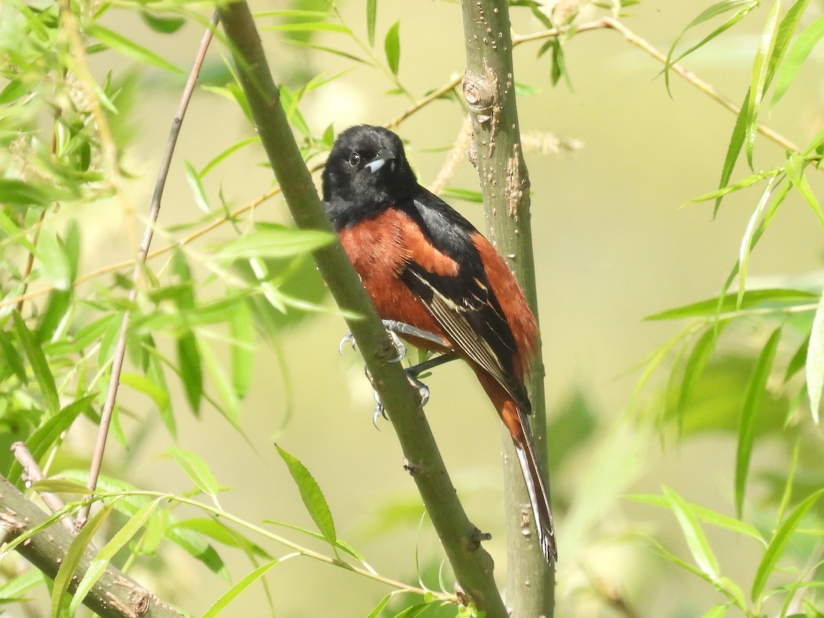 Orchard Oriole - ML618348648