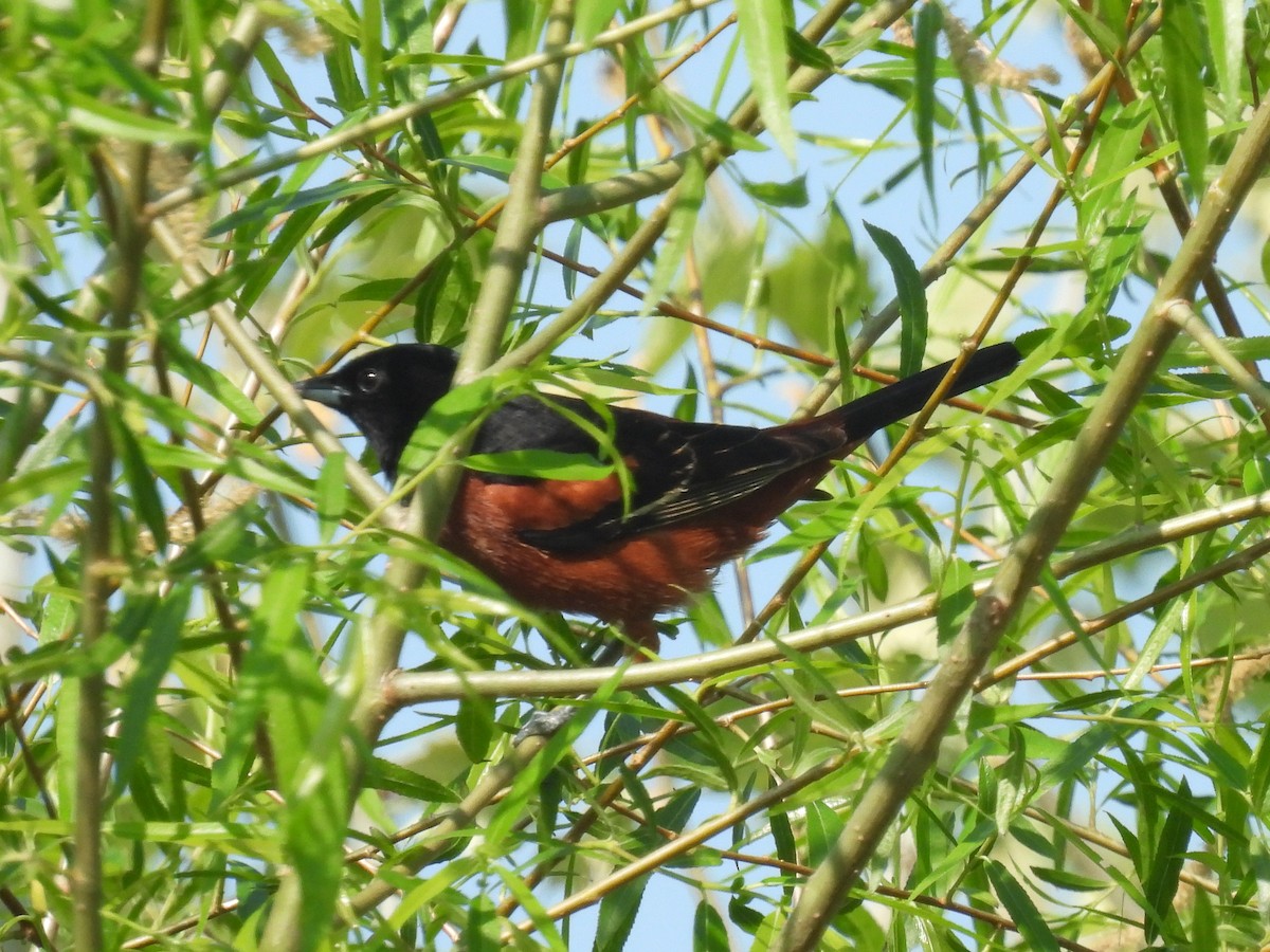 Orchard Oriole - ML618348649