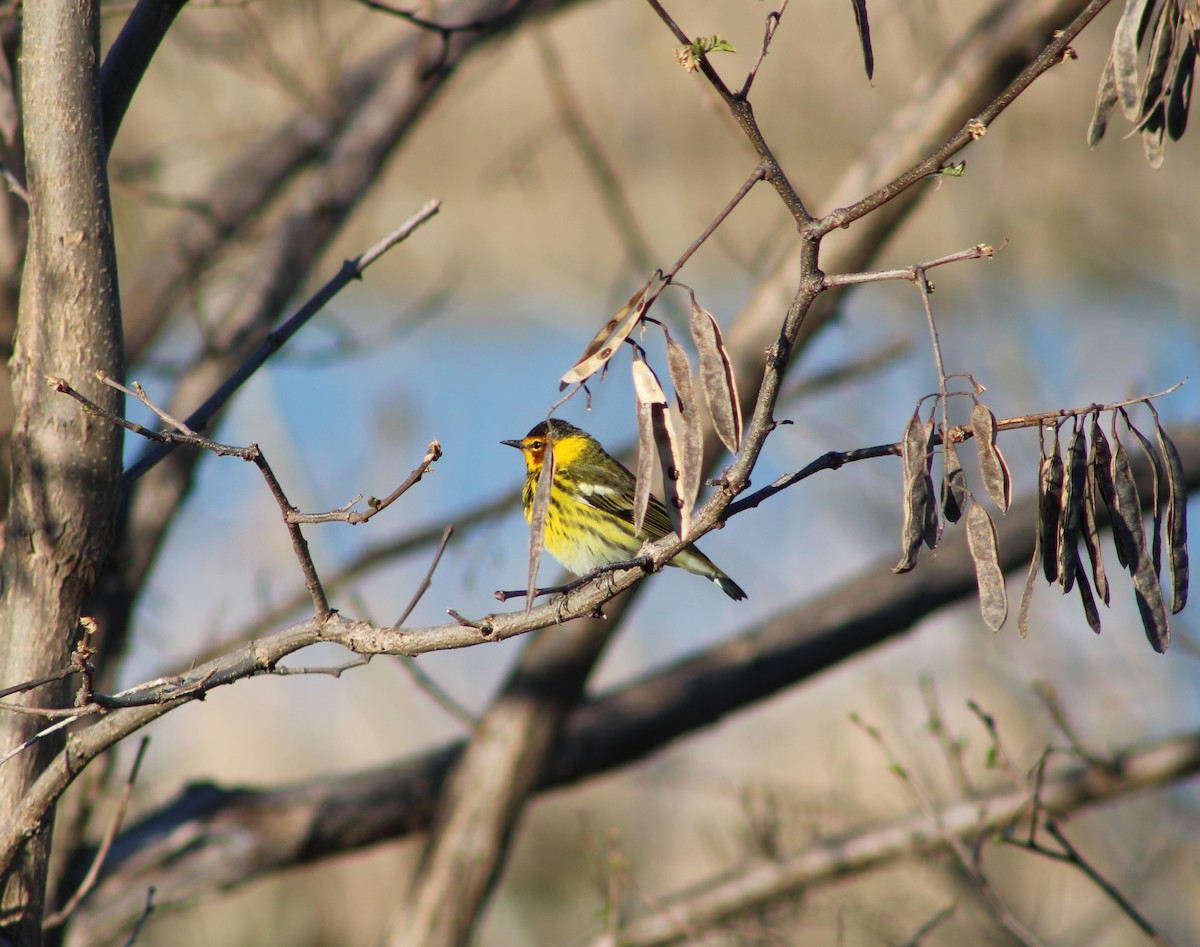 Cape May Warbler - ML618348668