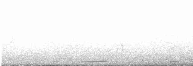 White-winged Dove - ML618348711