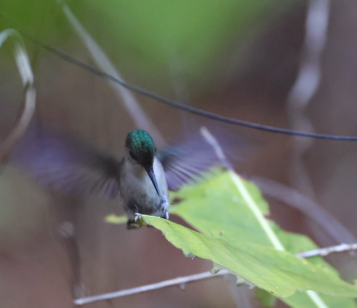 Antillean Crested Hummingbird - ML618348720