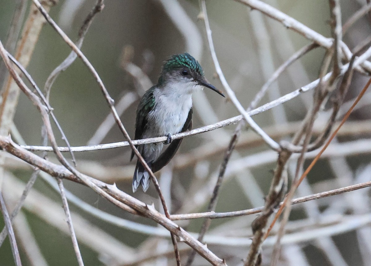 Antillean Crested Hummingbird - ML618348721