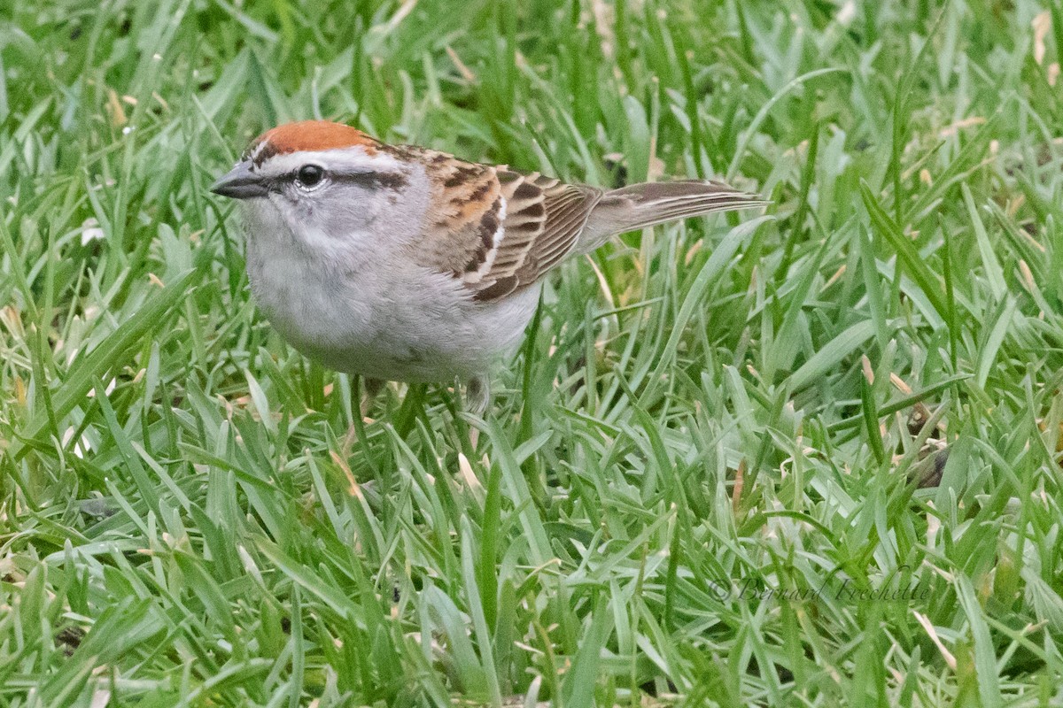 Chipping Sparrow - ML618348734