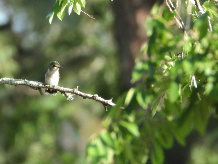 Black-chinned Hummingbird - ML618348758