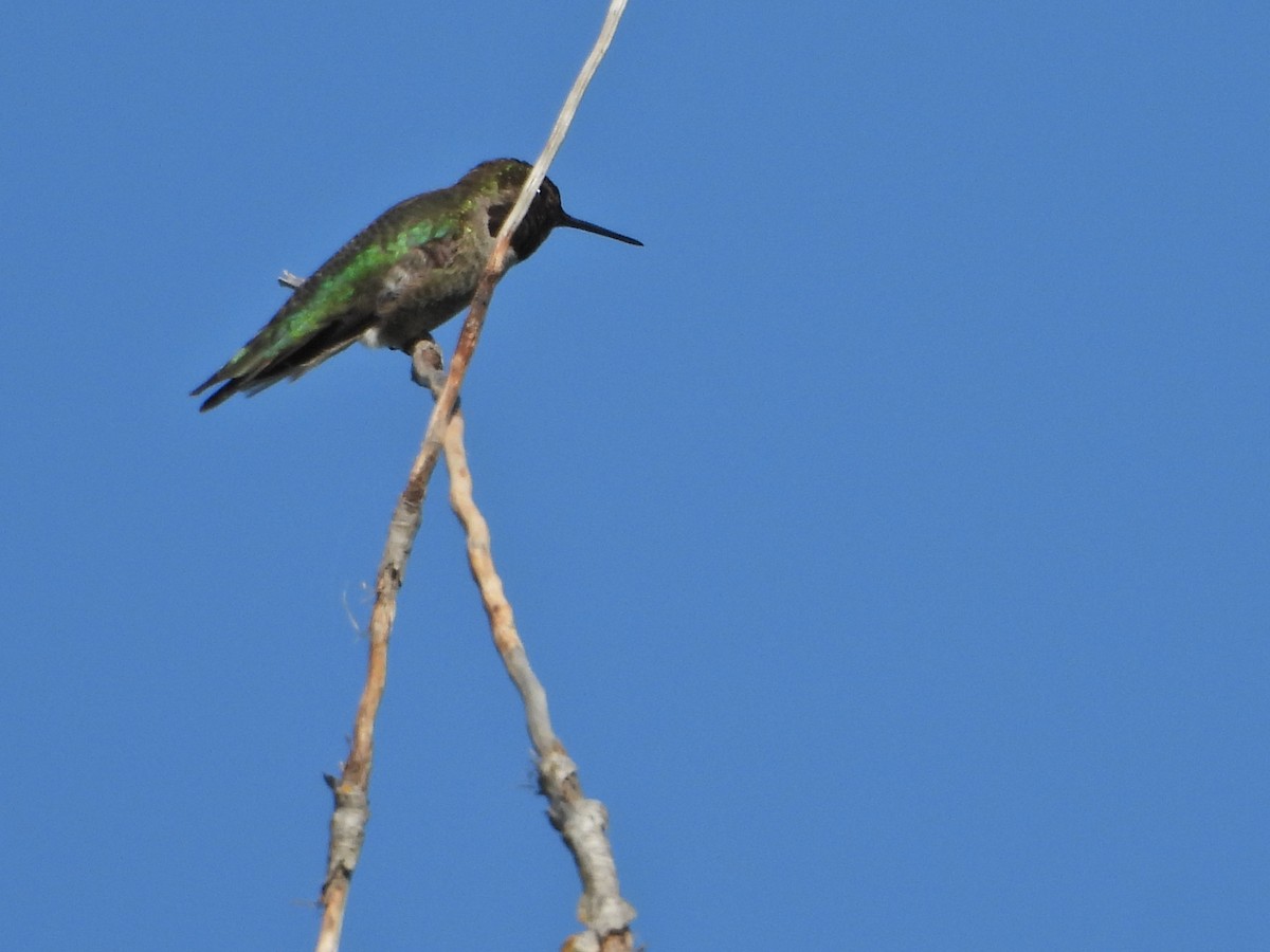 Anna's Hummingbird - Forest Chapman
