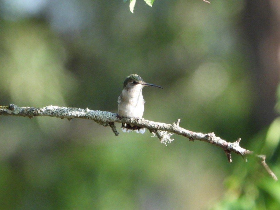 Black-chinned Hummingbird - ML618348767