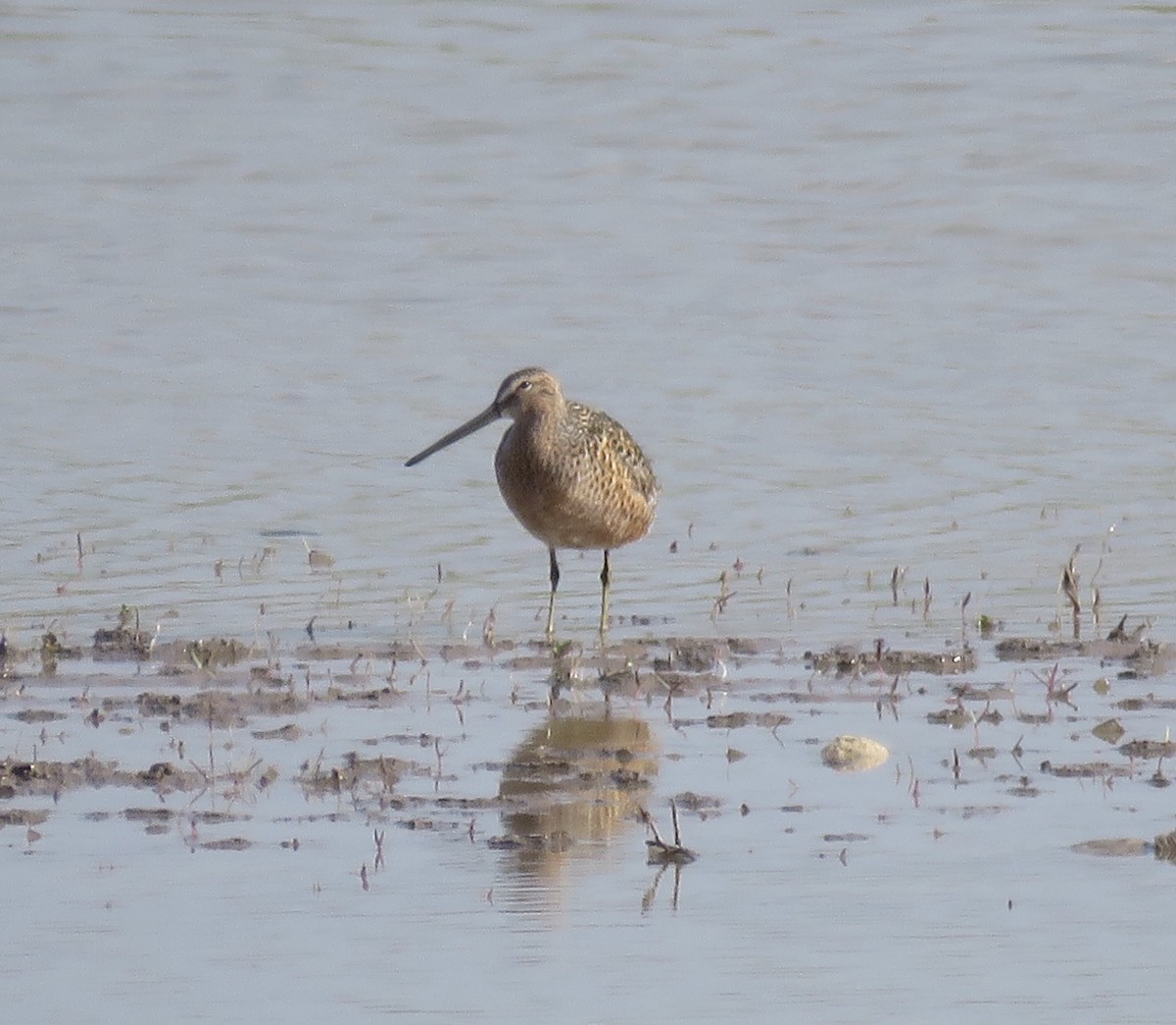 Long-billed Dowitcher - ML618348792