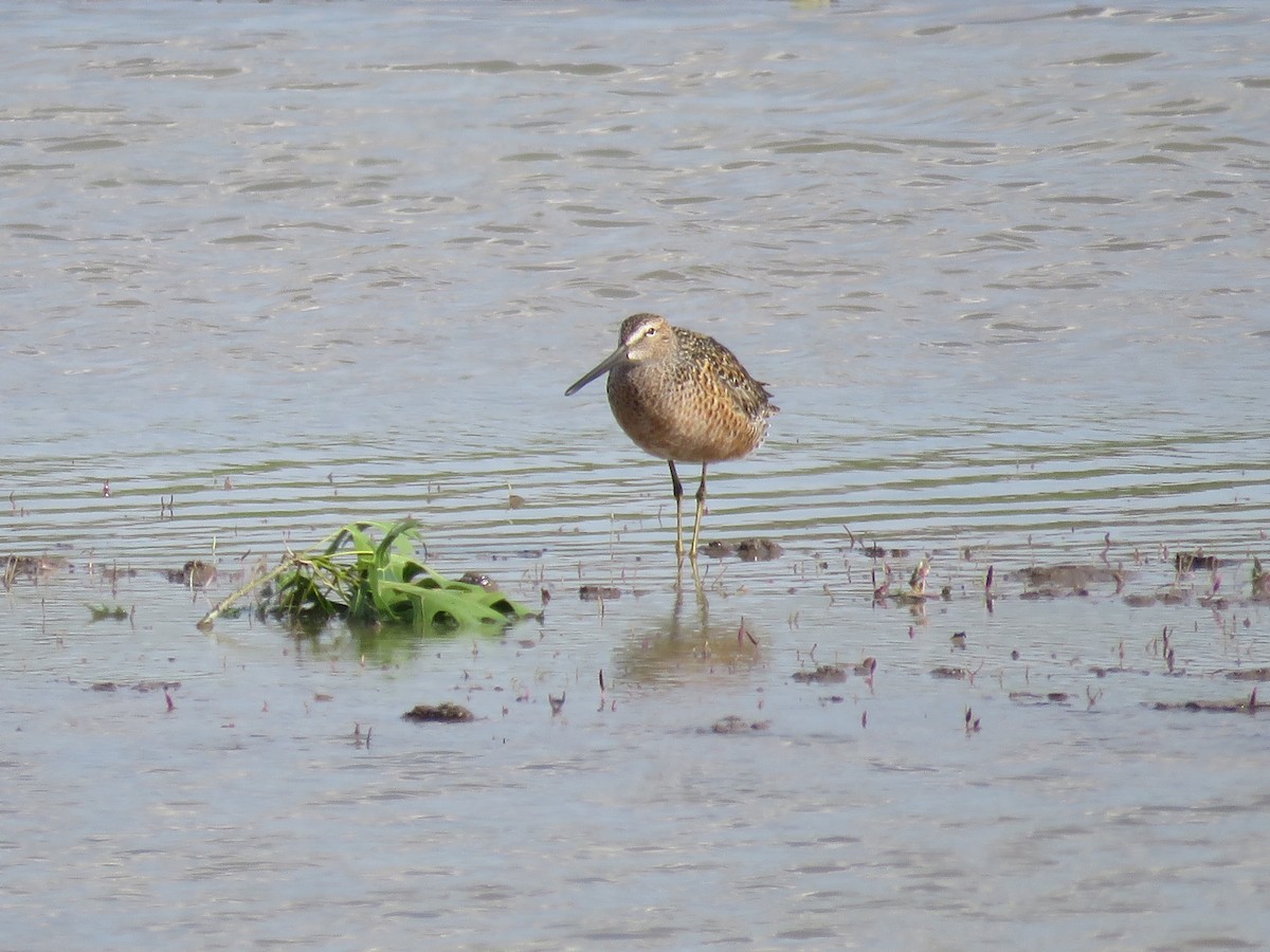 Long-billed Dowitcher - ML618348794