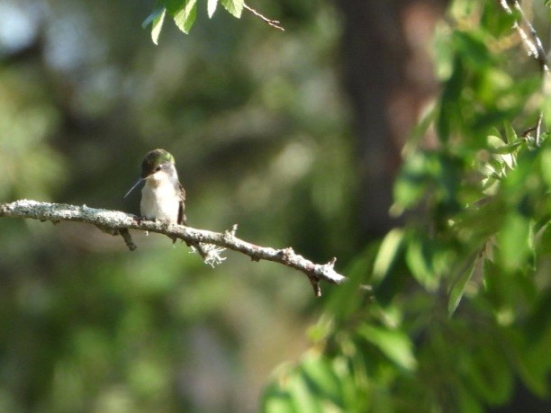 Black-chinned Hummingbird - ML618348802